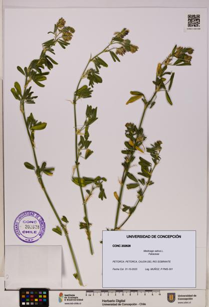 Medicago sativa [Espécimen: UDEC:CONC:0202628]