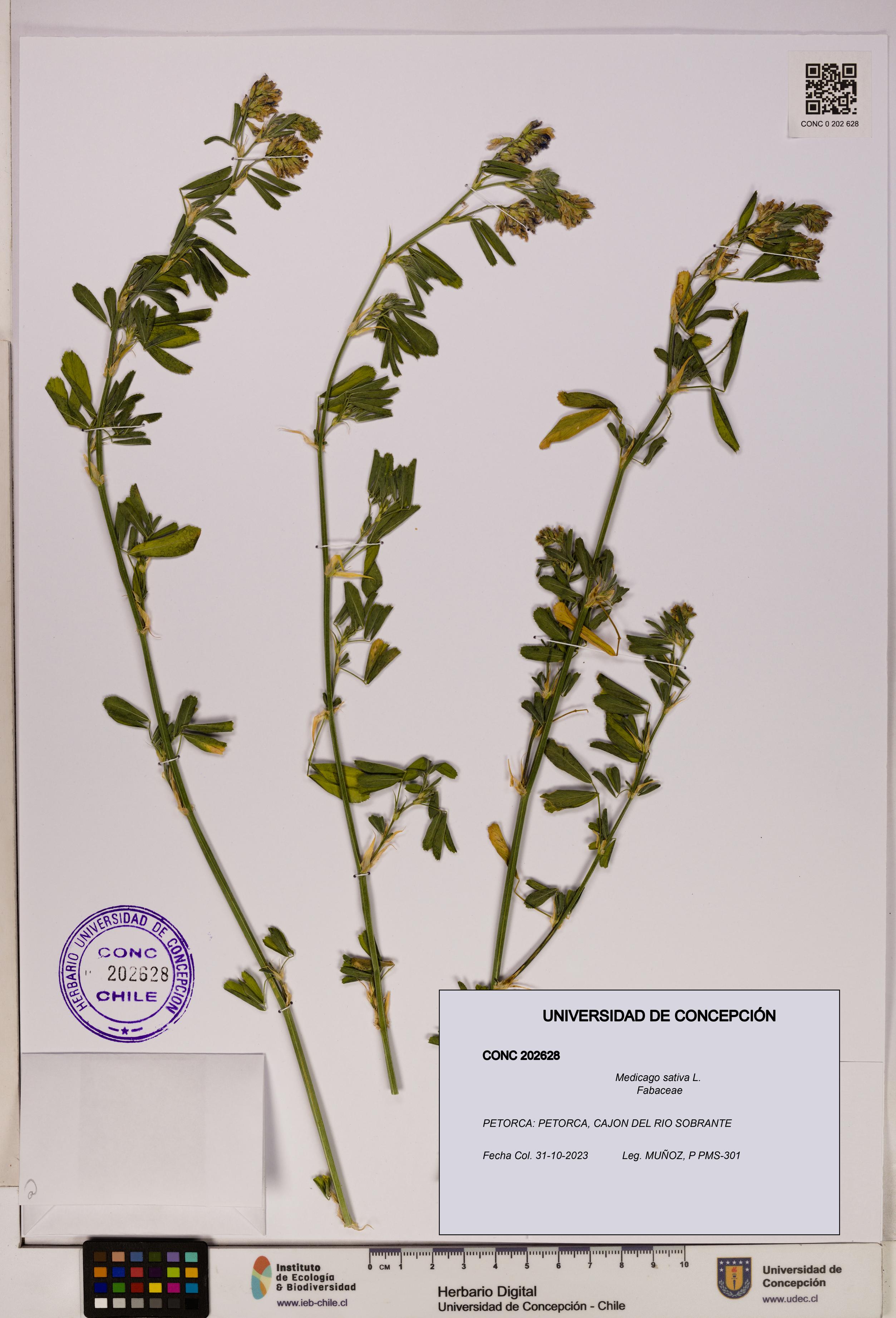 Medicago sativa [Espécimen: UDEC:CONC:0202628]