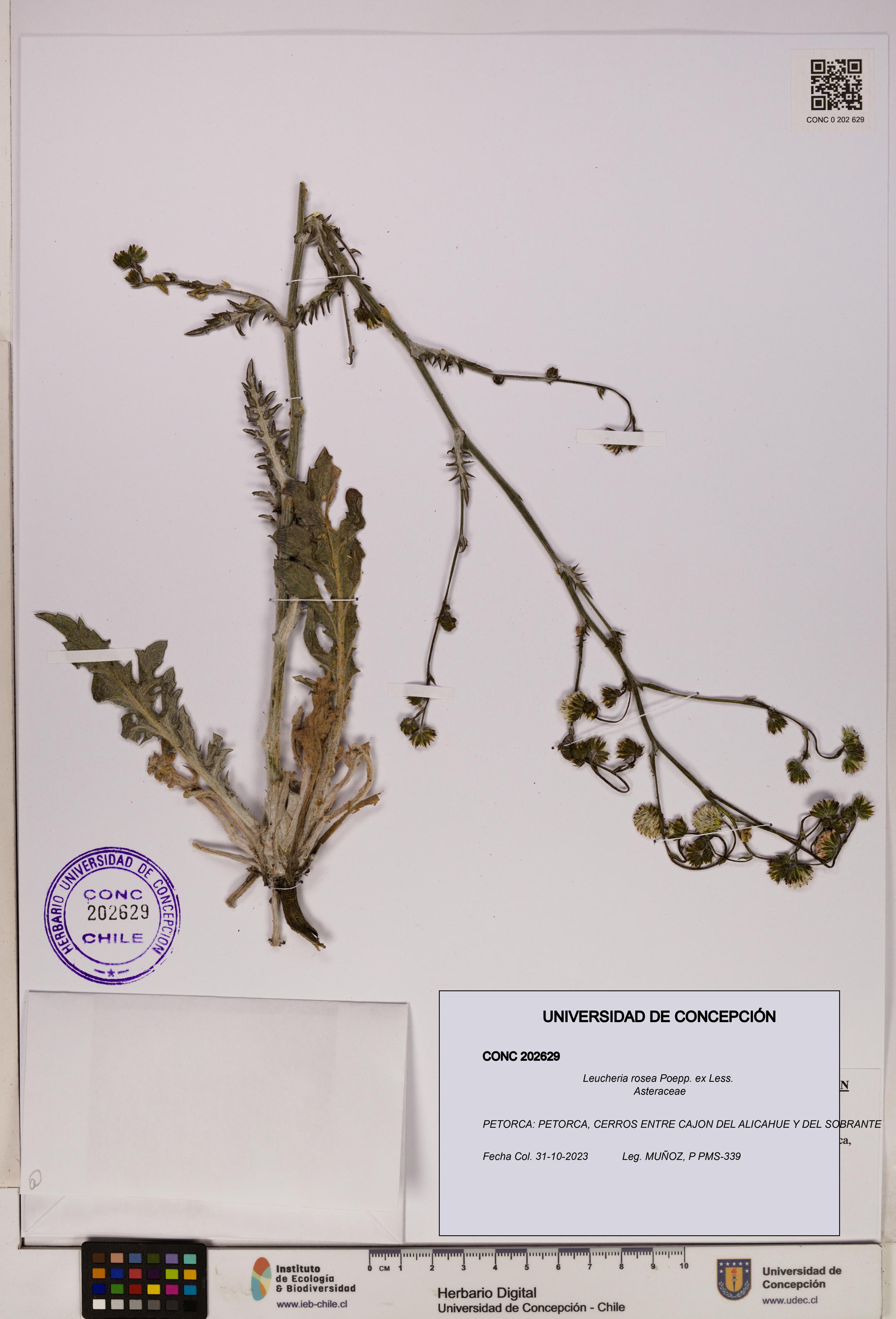 Leucheria rosea [Espécimen: UDEC:CONC:0202629]