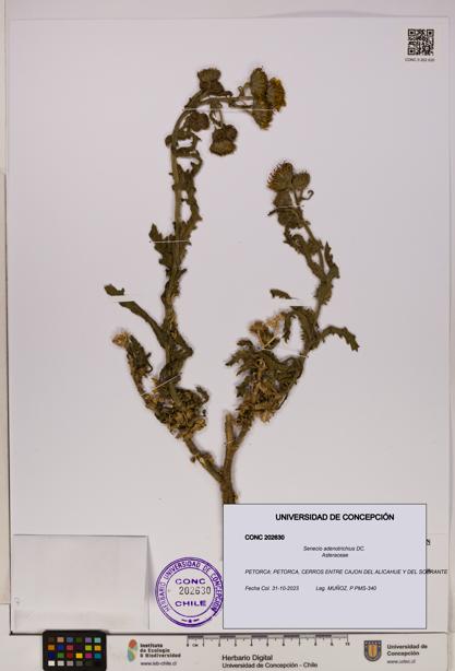 Senecio adenotrichius [Espécimen: UDEC:CONC:0202630]