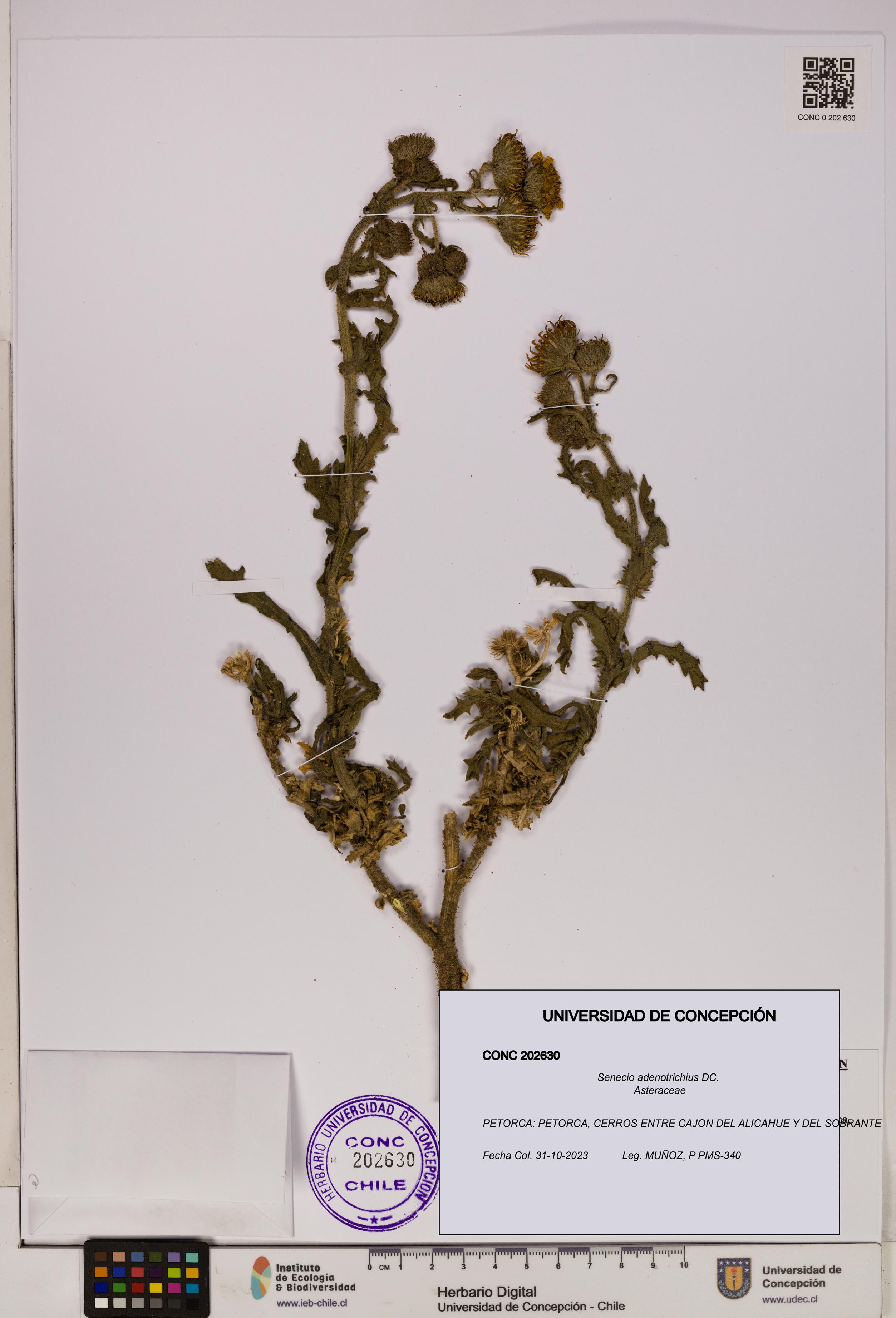 Senecio adenotrichius [Espécimen: UDEC:CONC:0202630]