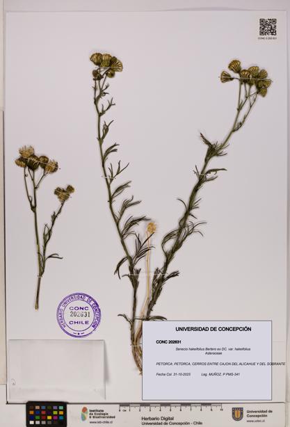Senecio hakeifolius var. hakeifolius [Espécimen: UDEC:CONC:0202631]