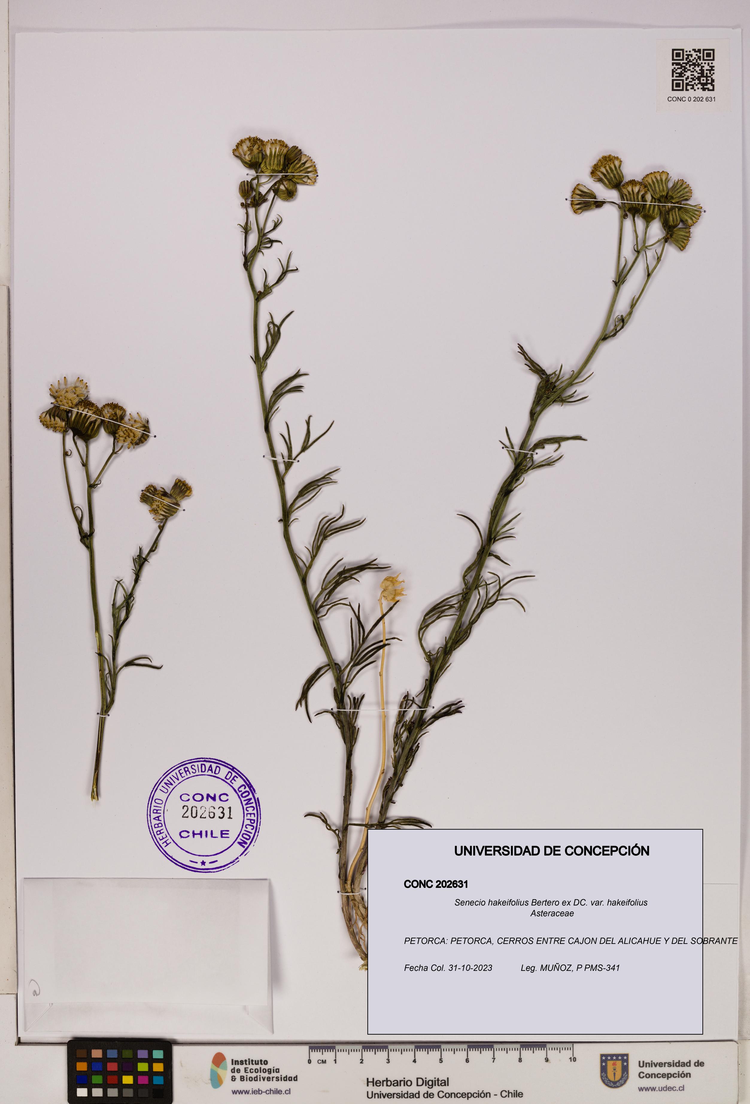 Senecio hakeifolius var. hakeifolius [Espécimen: UDEC:CONC:0202631]