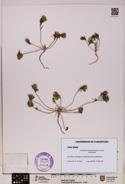 Chaetanthera linearis [Espécimen: UDEC:CONC:0202632]