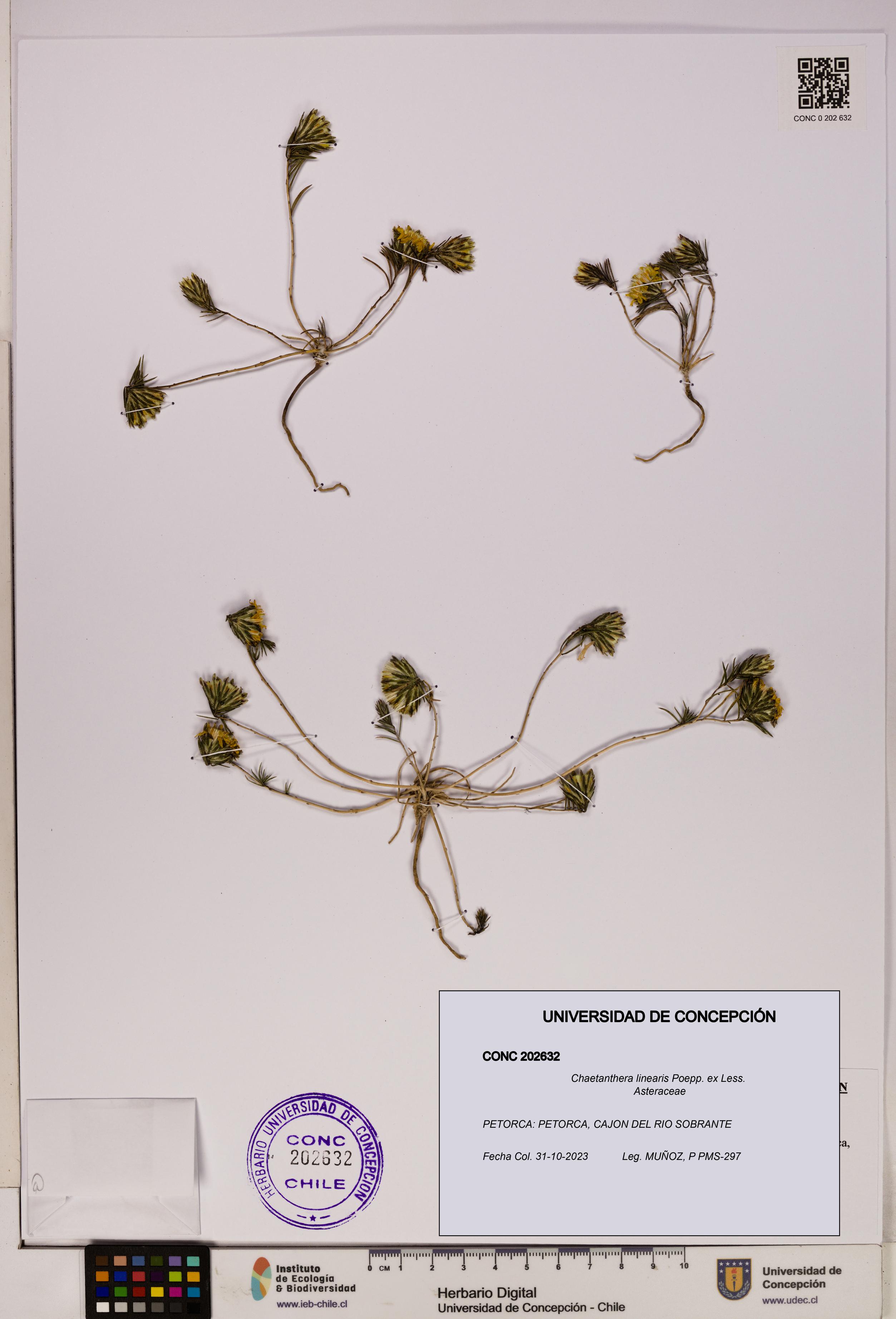 Chaetanthera linearis [Espécimen: UDEC:CONC:0202632]