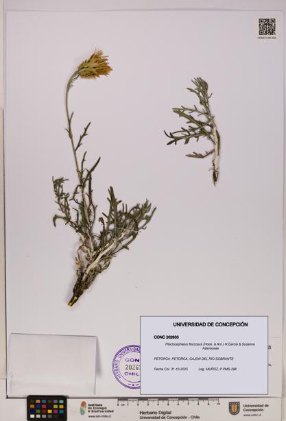 Plectocephalus floccosus [Espécimen: UDEC:CONC:0202633]