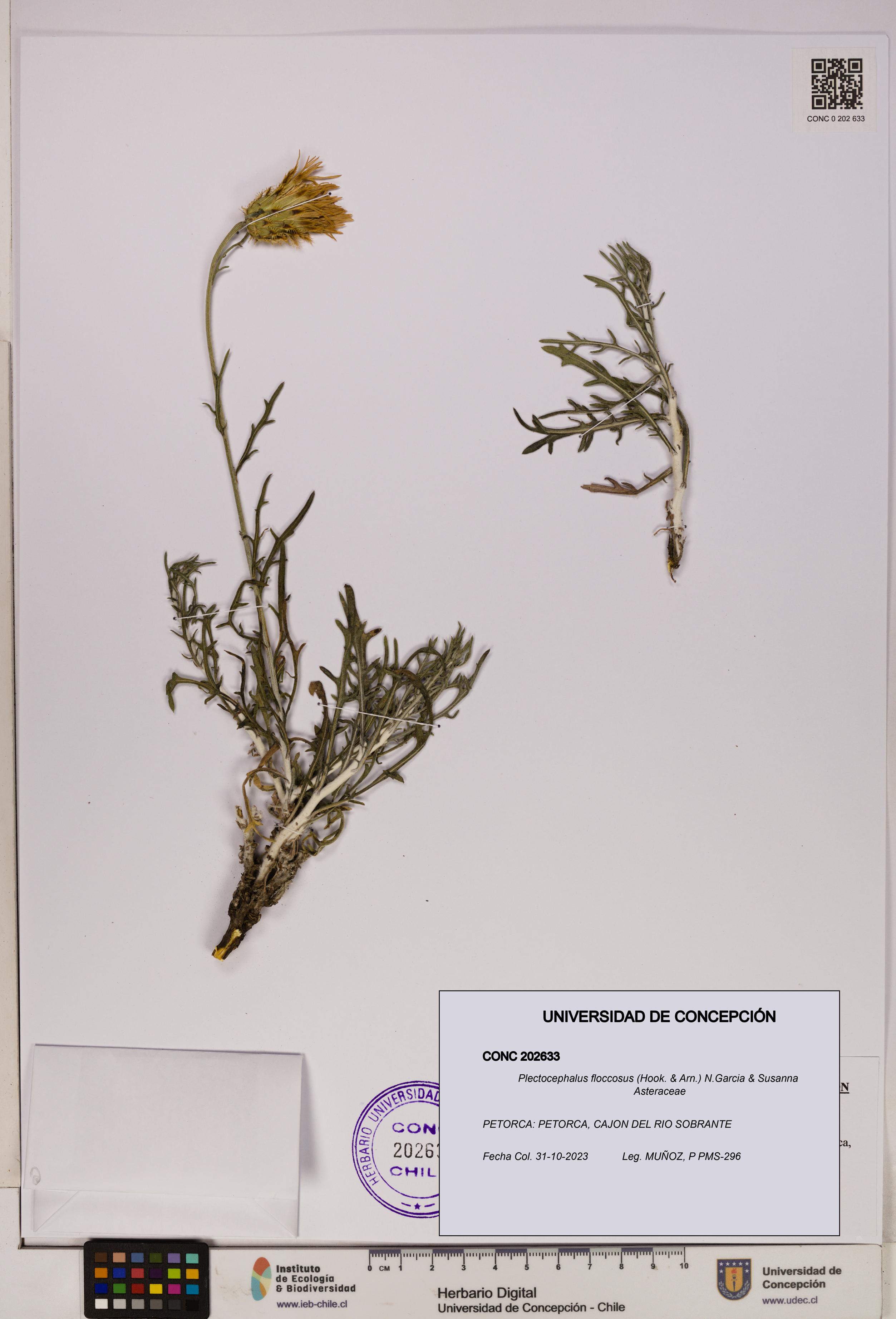 Plectocephalus floccosus [Espécimen: UDEC:CONC:0202633]