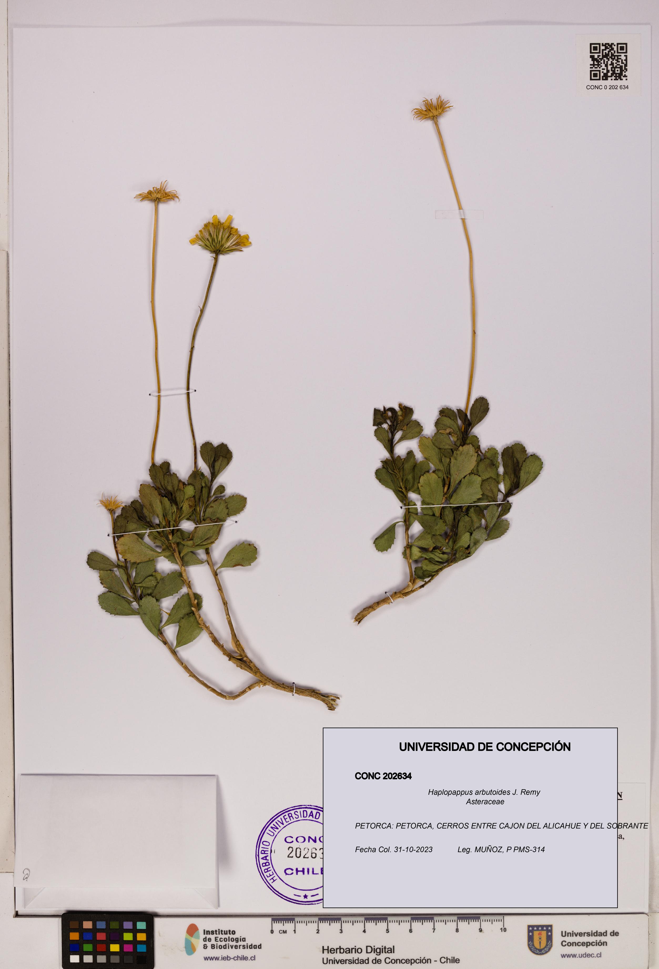 Haplopappus arbutoides [Espécimen: UDEC:CONC:0202634]