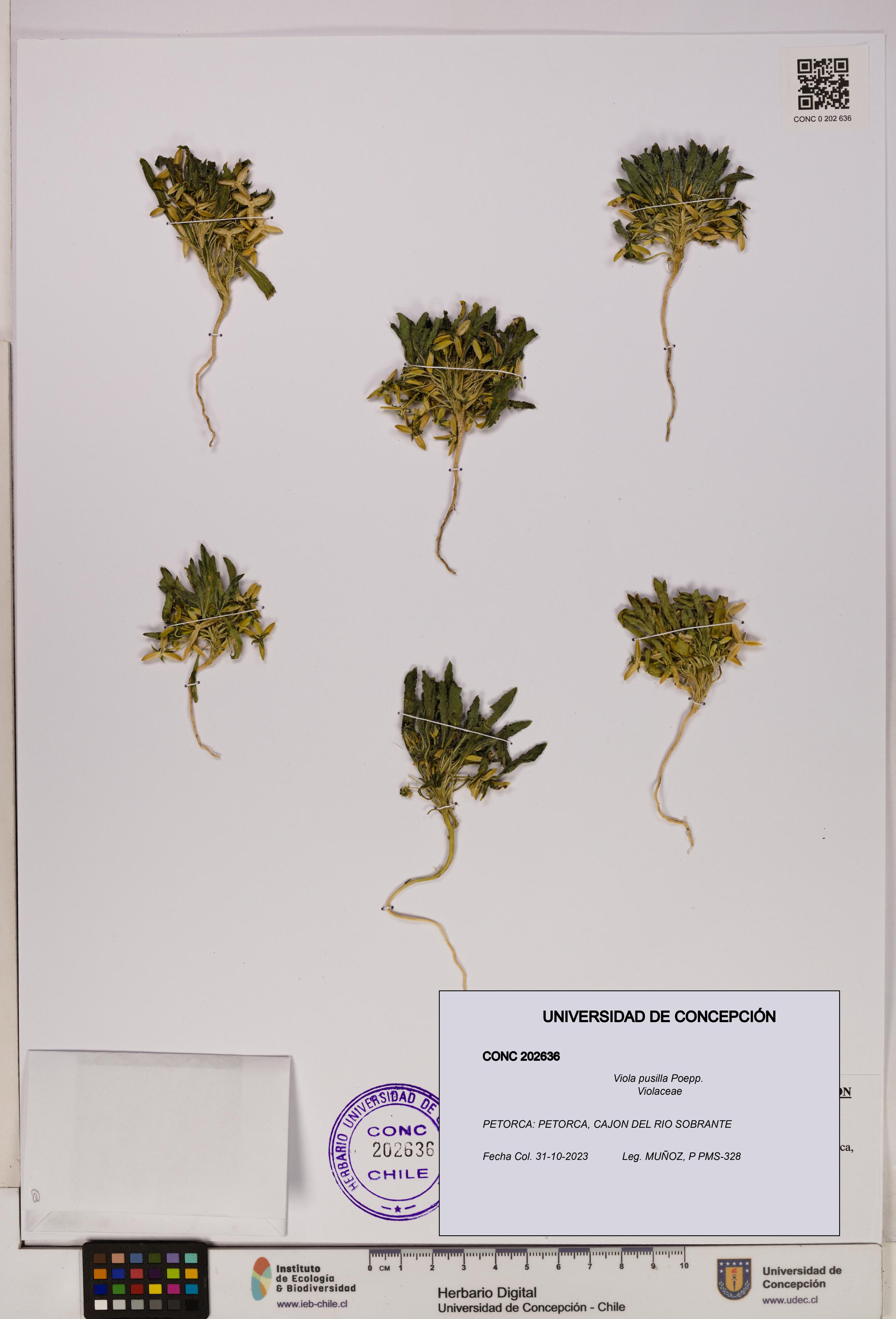 Viola pusilla [Espécimen: UDEC:CONC:0202636]