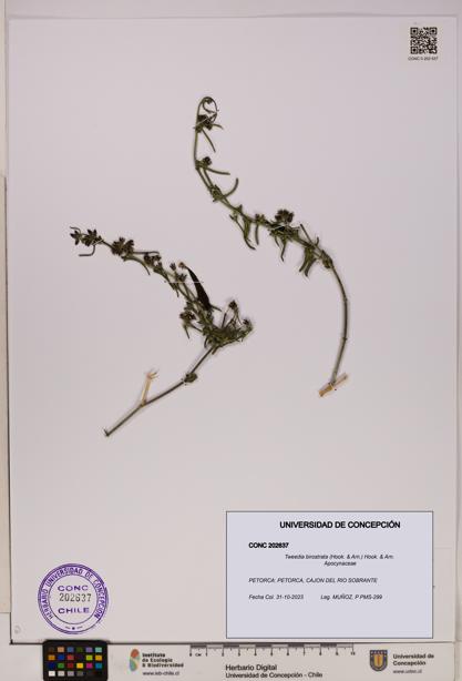 Tweedia birostrata [Espécimen: UDEC:CONC:0202637]