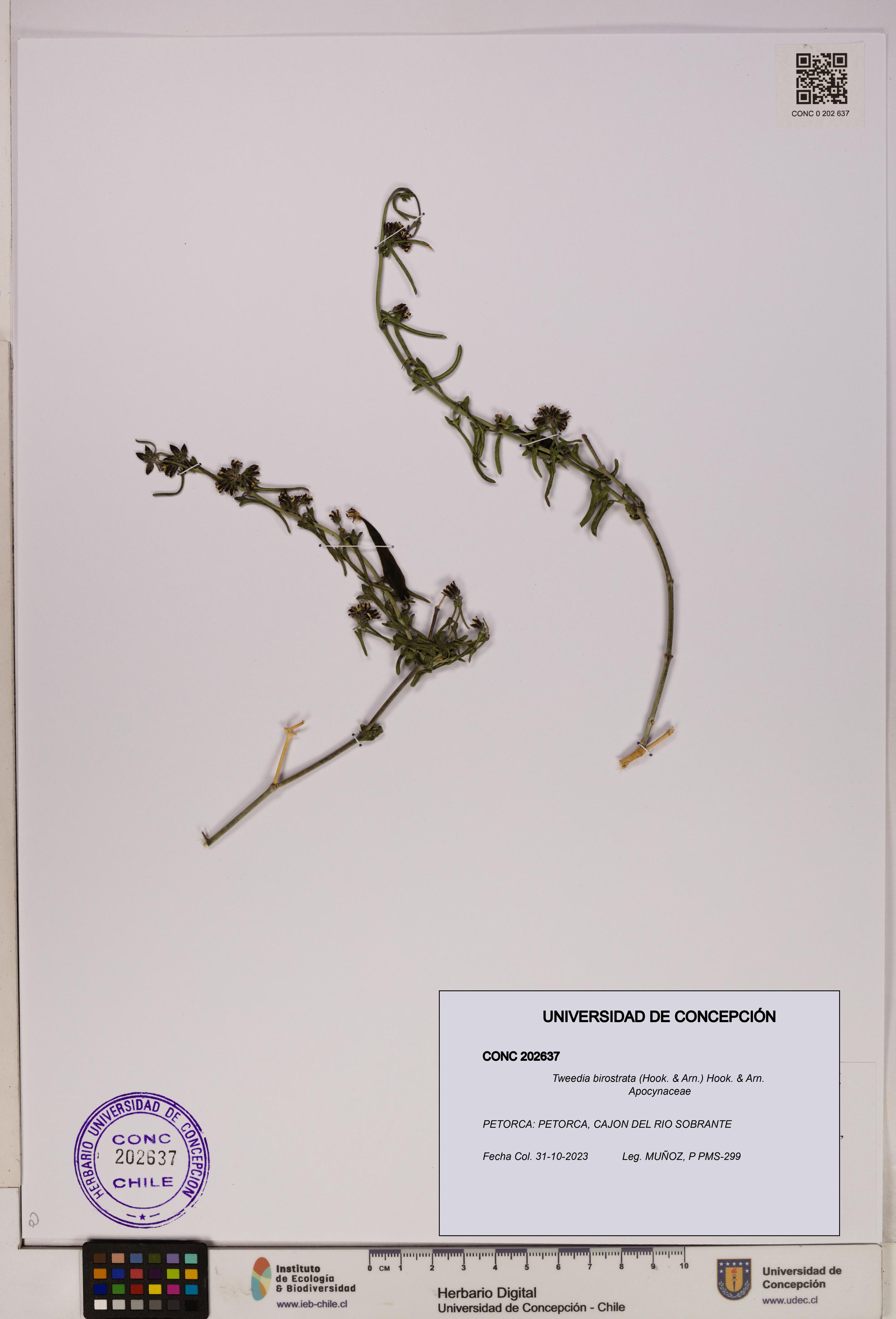 Tweedia birostrata [Espécimen: UDEC:CONC:0202637]