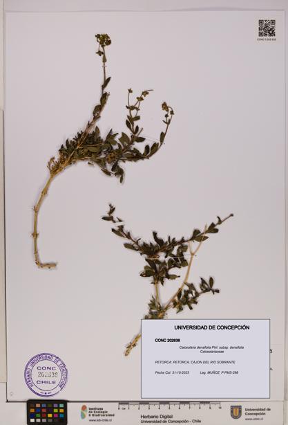 Calceolaria densifolia subsp. densifolia [Espécimen: UDEC:CONC:0202638]