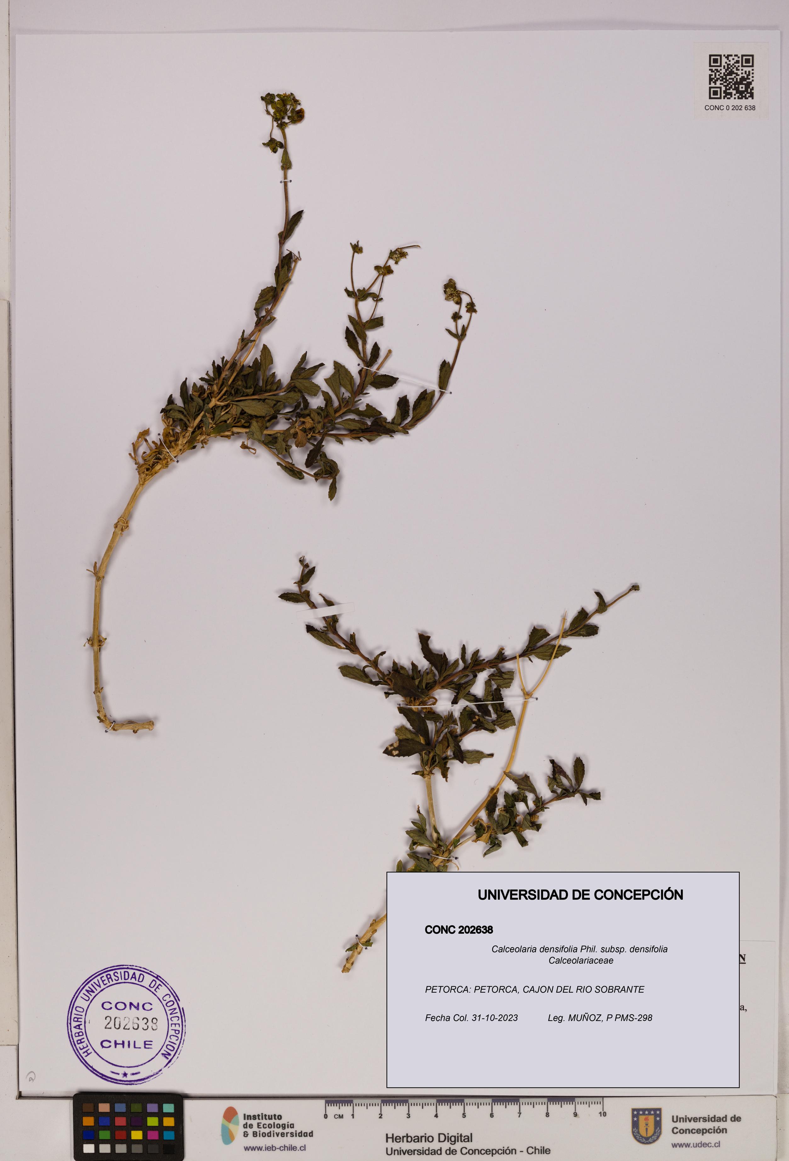 Calceolaria densifolia subsp. densifolia [Espécimen: UDEC:CONC:0202638]