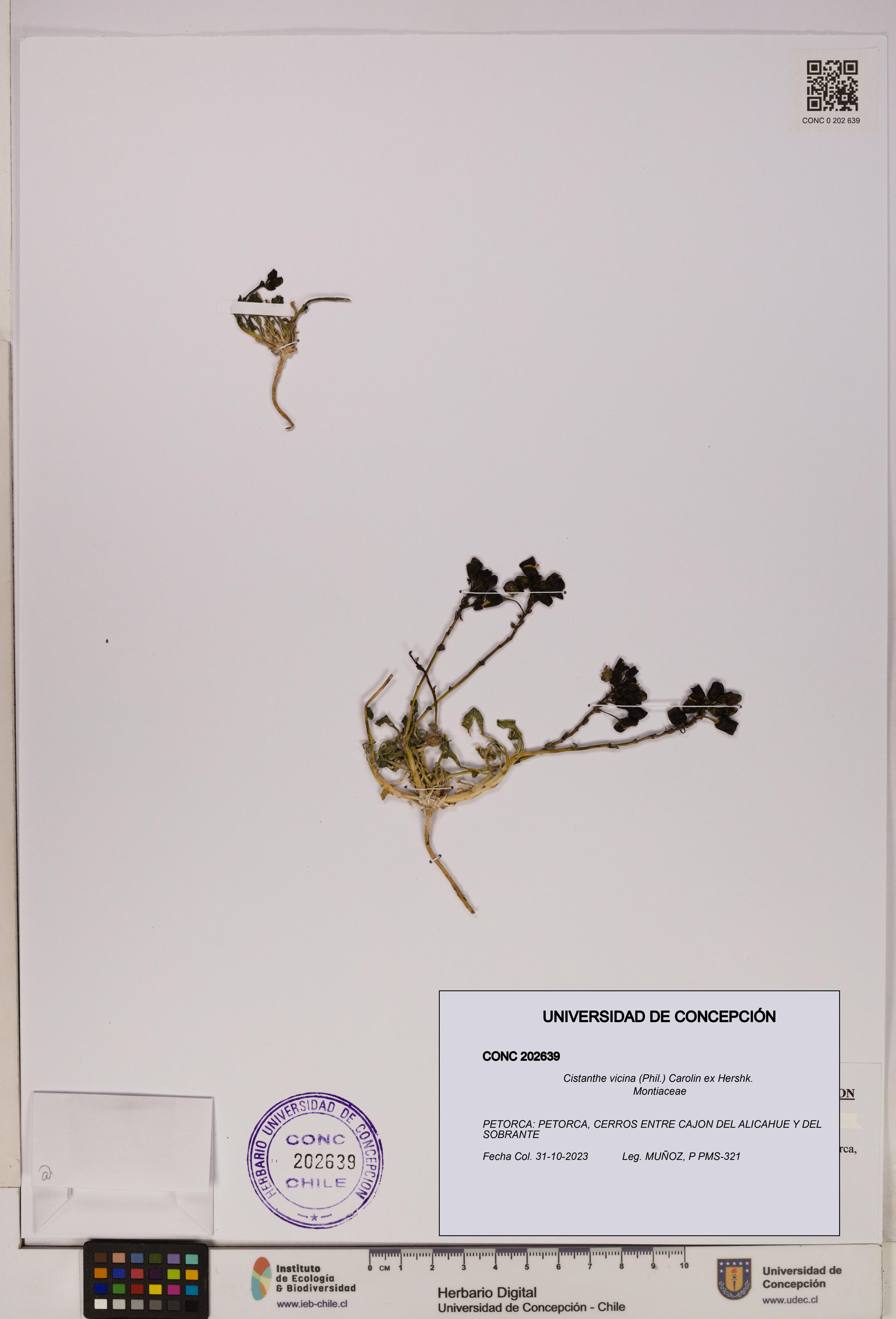 Cistanthe vicina [Espécimen: UDEC:CONC:0202639]