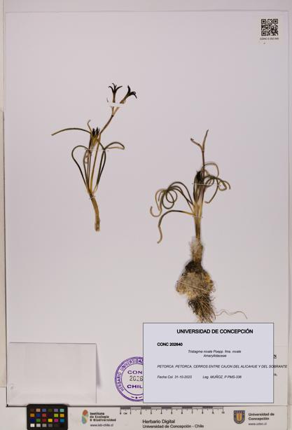 Tristagma nivale [Espécimen: UDEC:CONC:0202640]