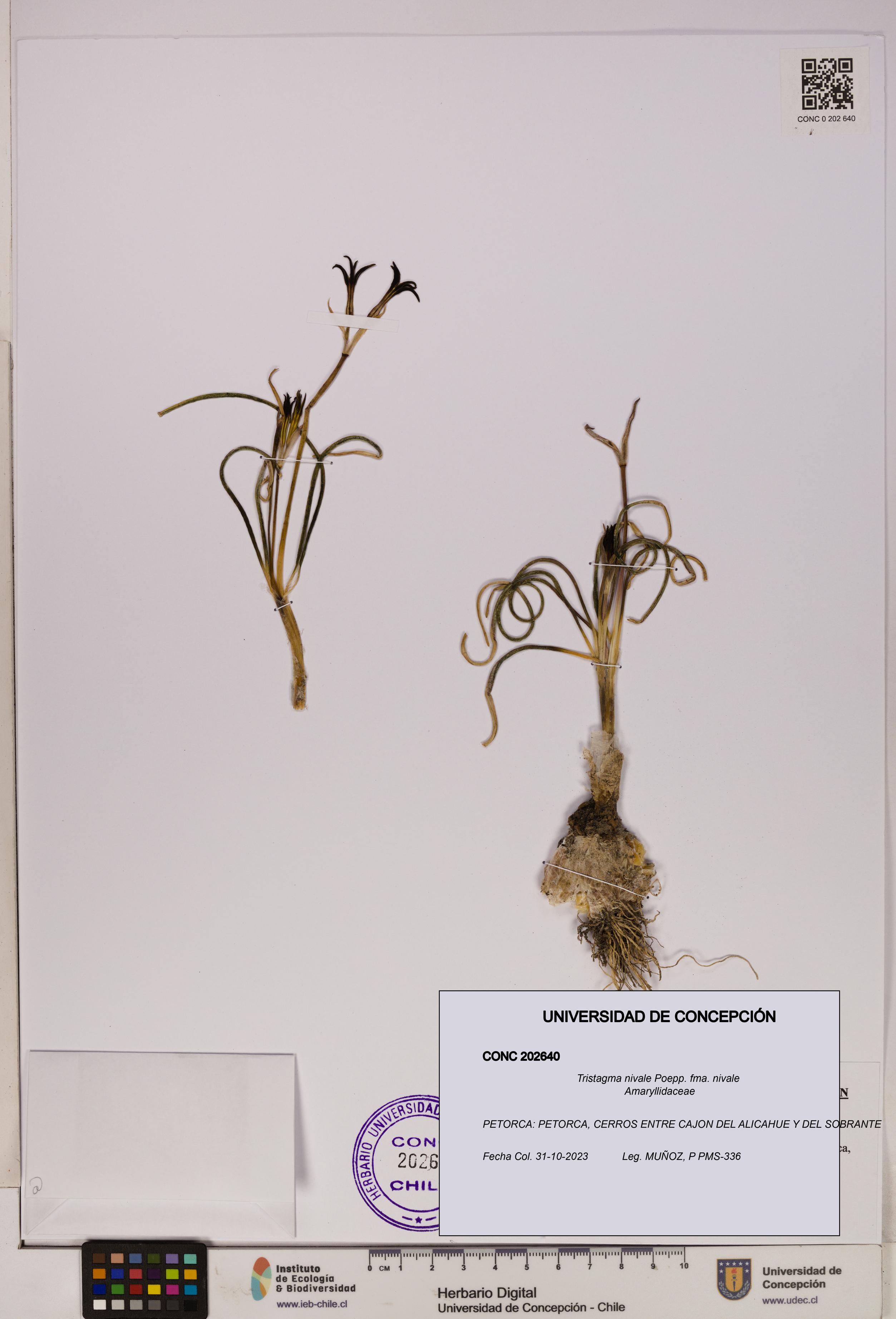 Tristagma nivale [Espécimen: UDEC:CONC:0202640]