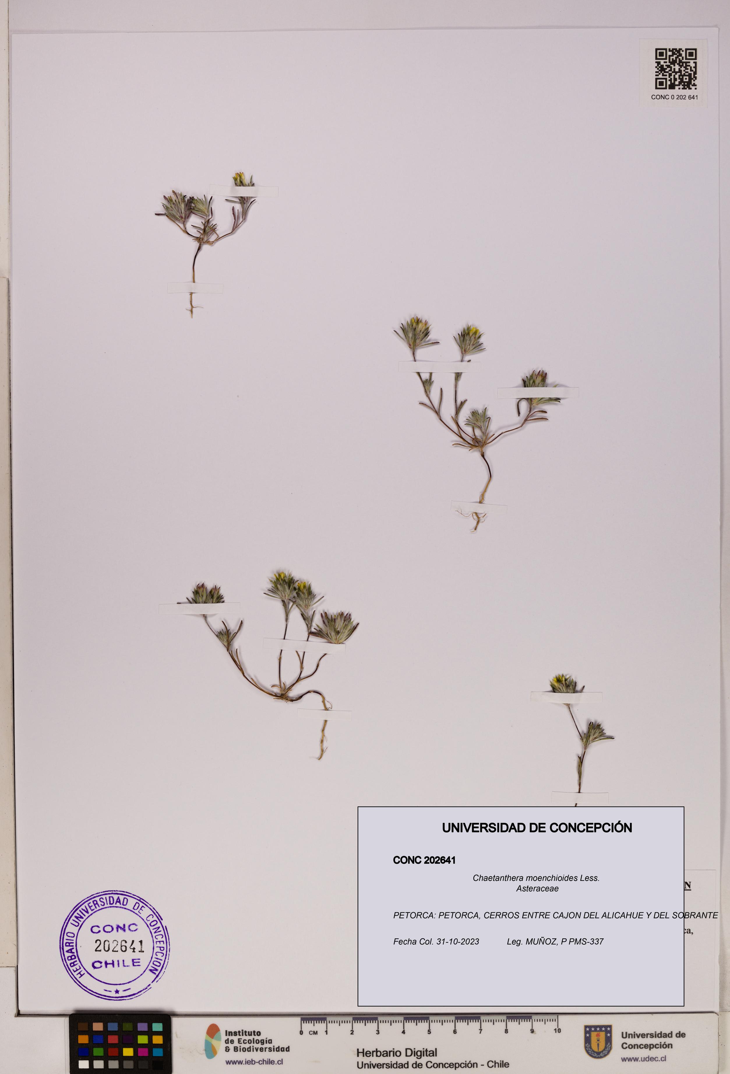 Chaetanthera moenchioides [Espécimen: UDEC:CONC:0202641]