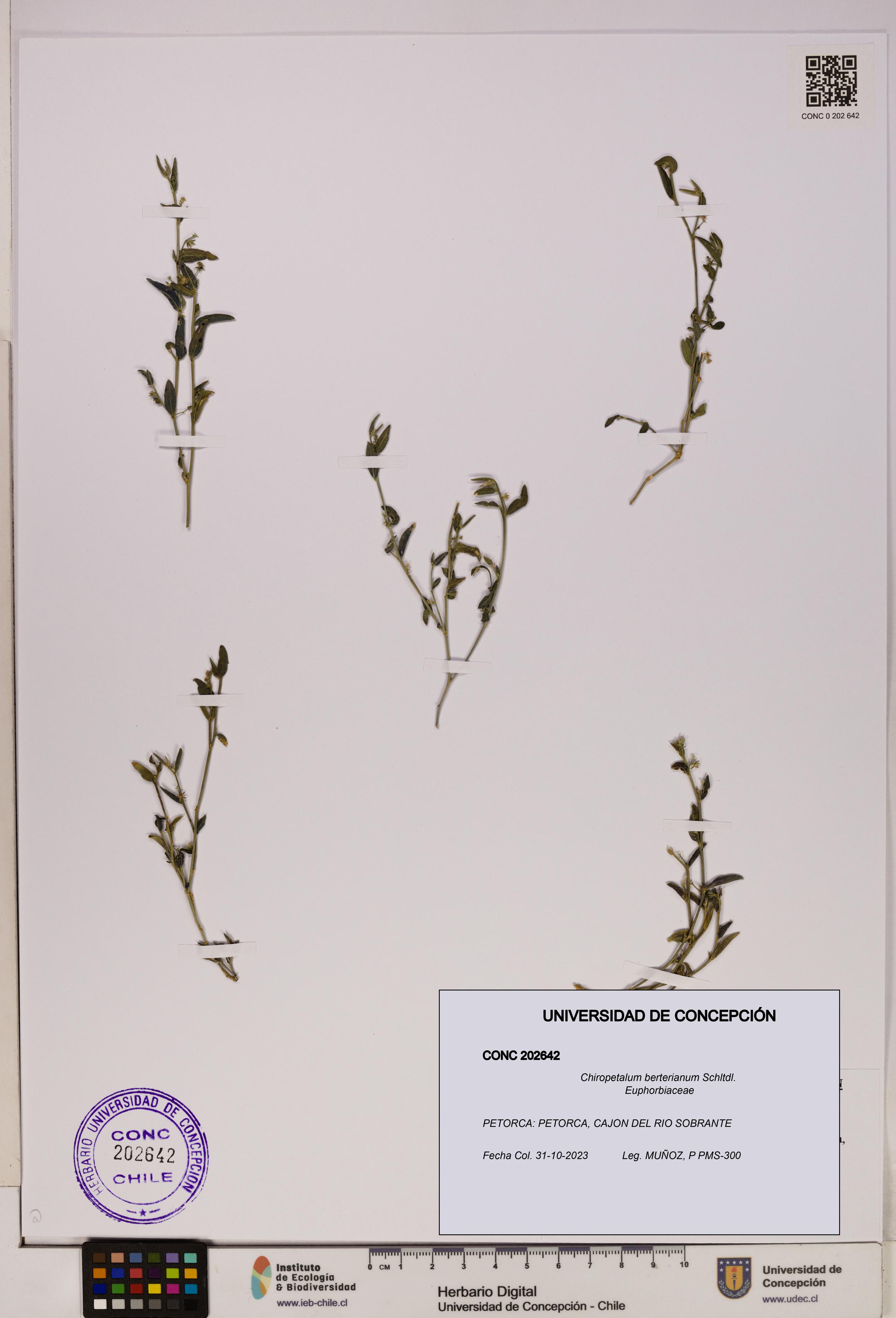 Chiropetalum berterianum [Espécimen: UDEC:CONC:0202642]