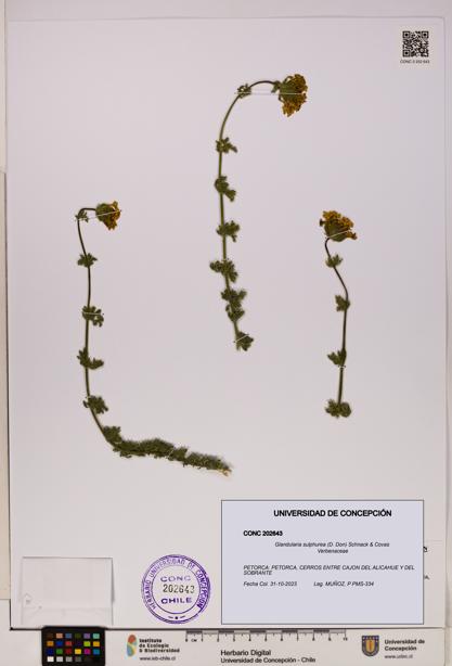 Glandularia sulphurea [Espécimen: UDEC:CONC:0202643]