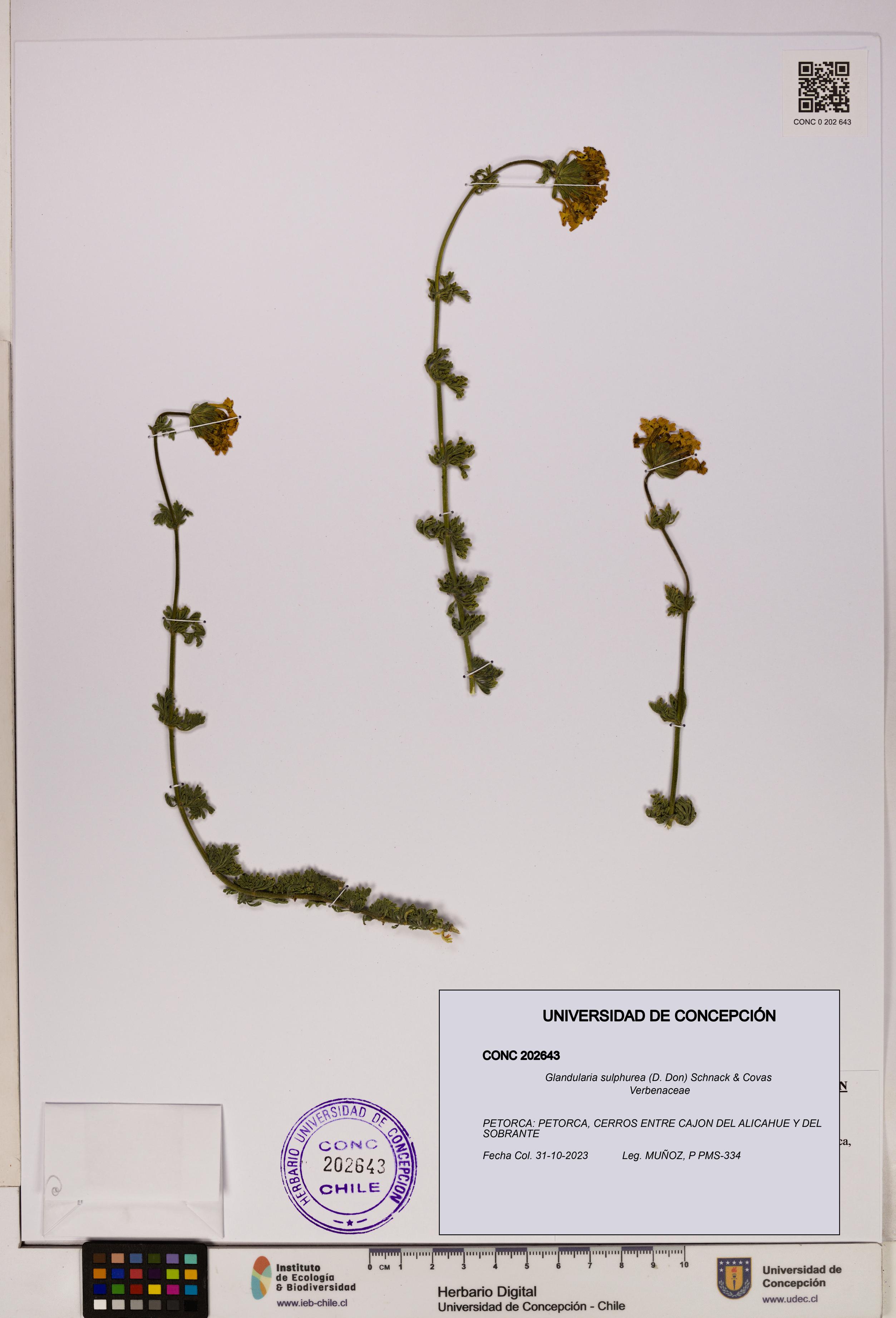Glandularia sulphurea [Espécimen: UDEC:CONC:0202643]
