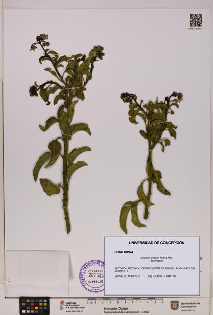 Solanum crispum [Espécimen: UDEC:CONC:0202644]