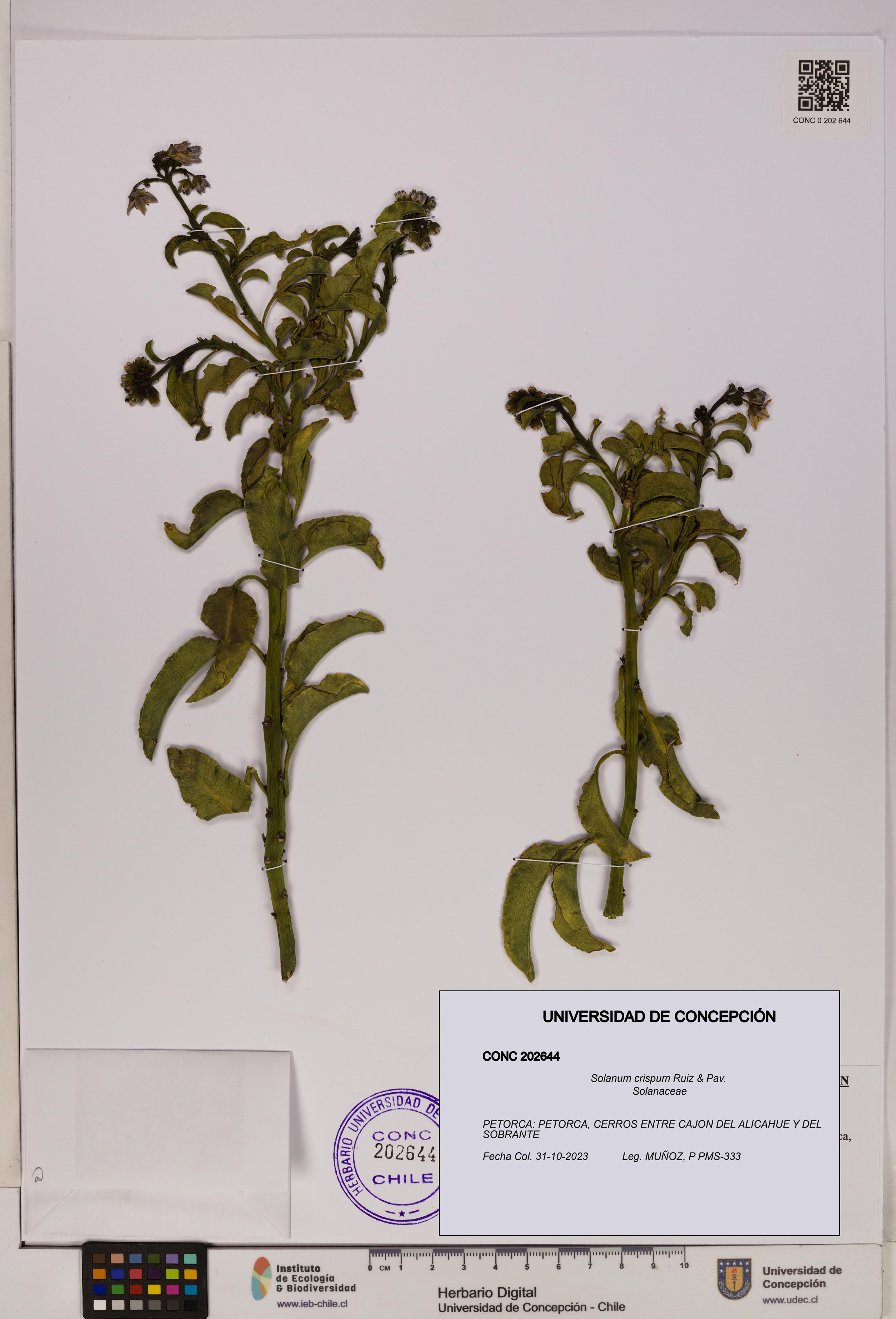 Solanum crispum [Espécimen: UDEC:CONC:0202644]