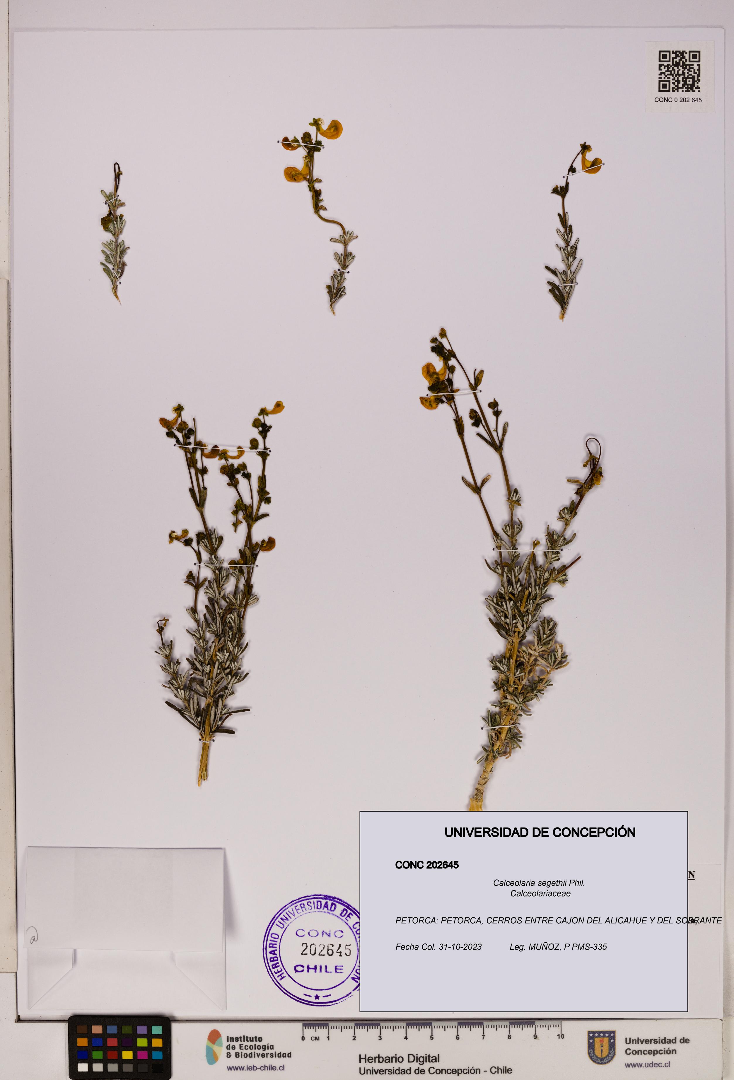 Calceolaria segethii [Espécimen: UDEC:CONC:0202645]