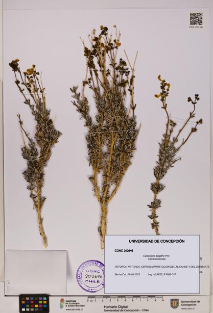 Calceolaria segethii [Espécimen: UDEC:CONC:0202646]