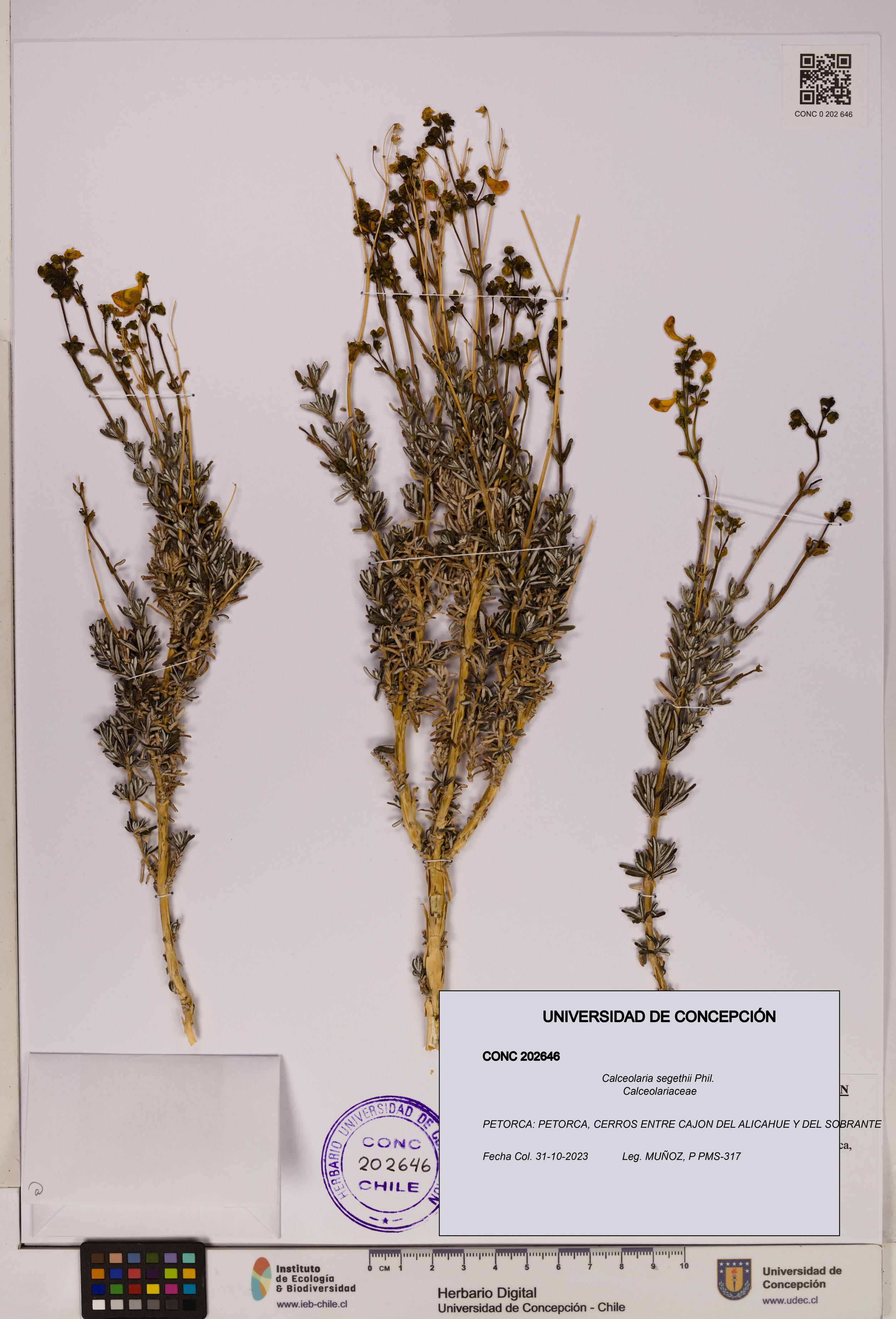 Calceolaria segethii [Espécimen: UDEC:CONC:0202646]