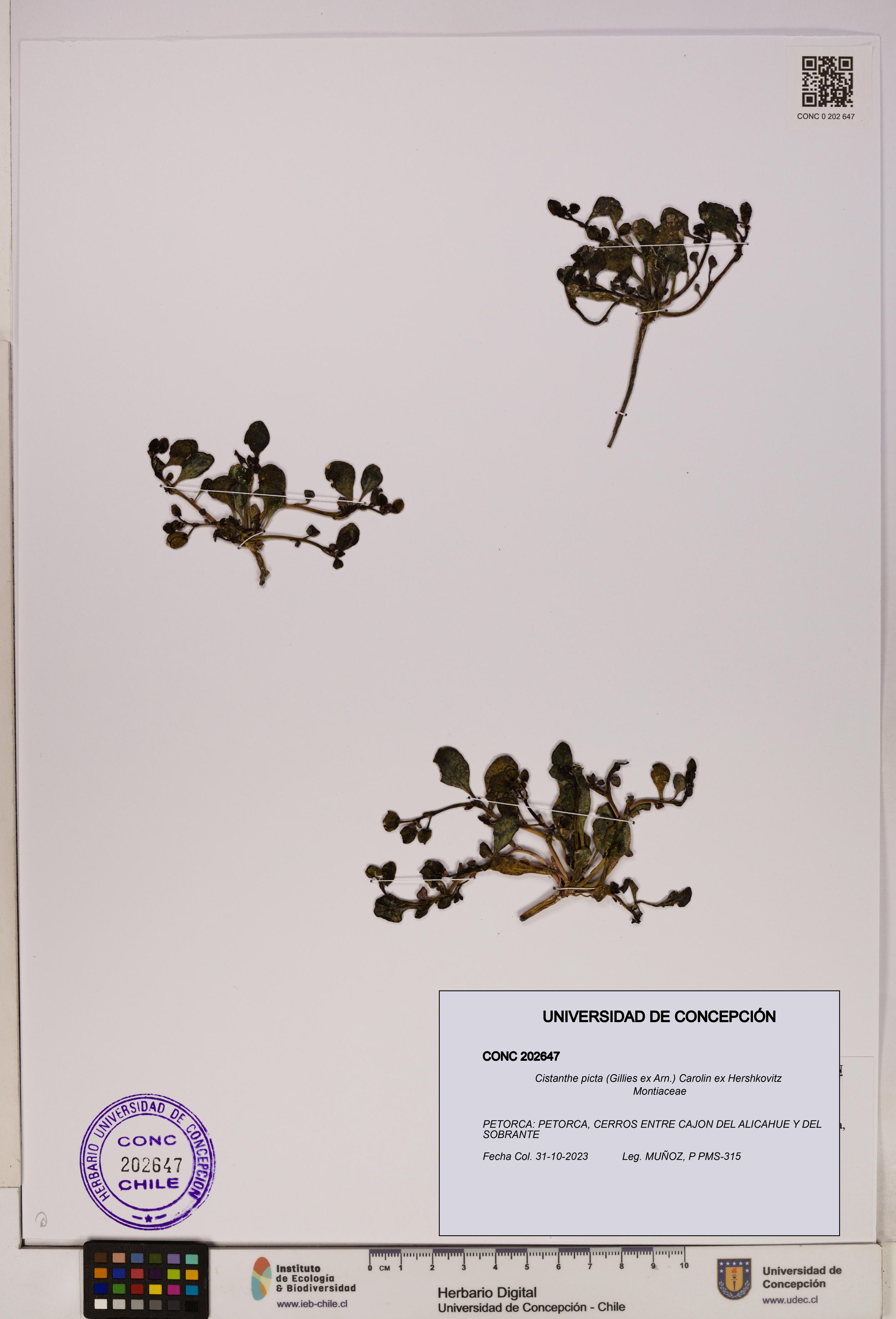 Cistanthe picta [Espécimen: UDEC:CONC:0202647]