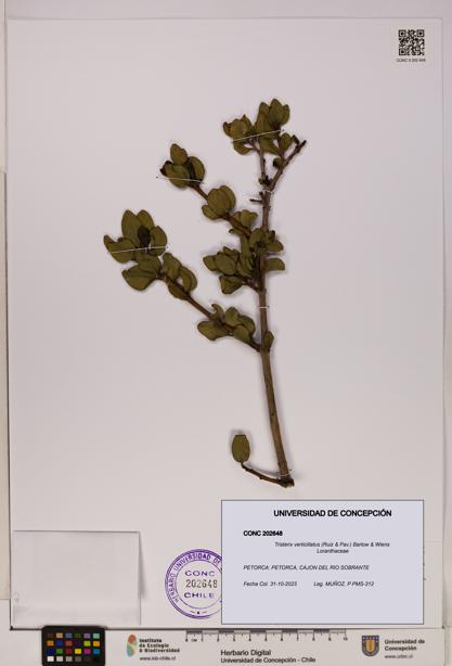 Tristerix verticillatus [Espécimen: UDEC:CONC:0202648]