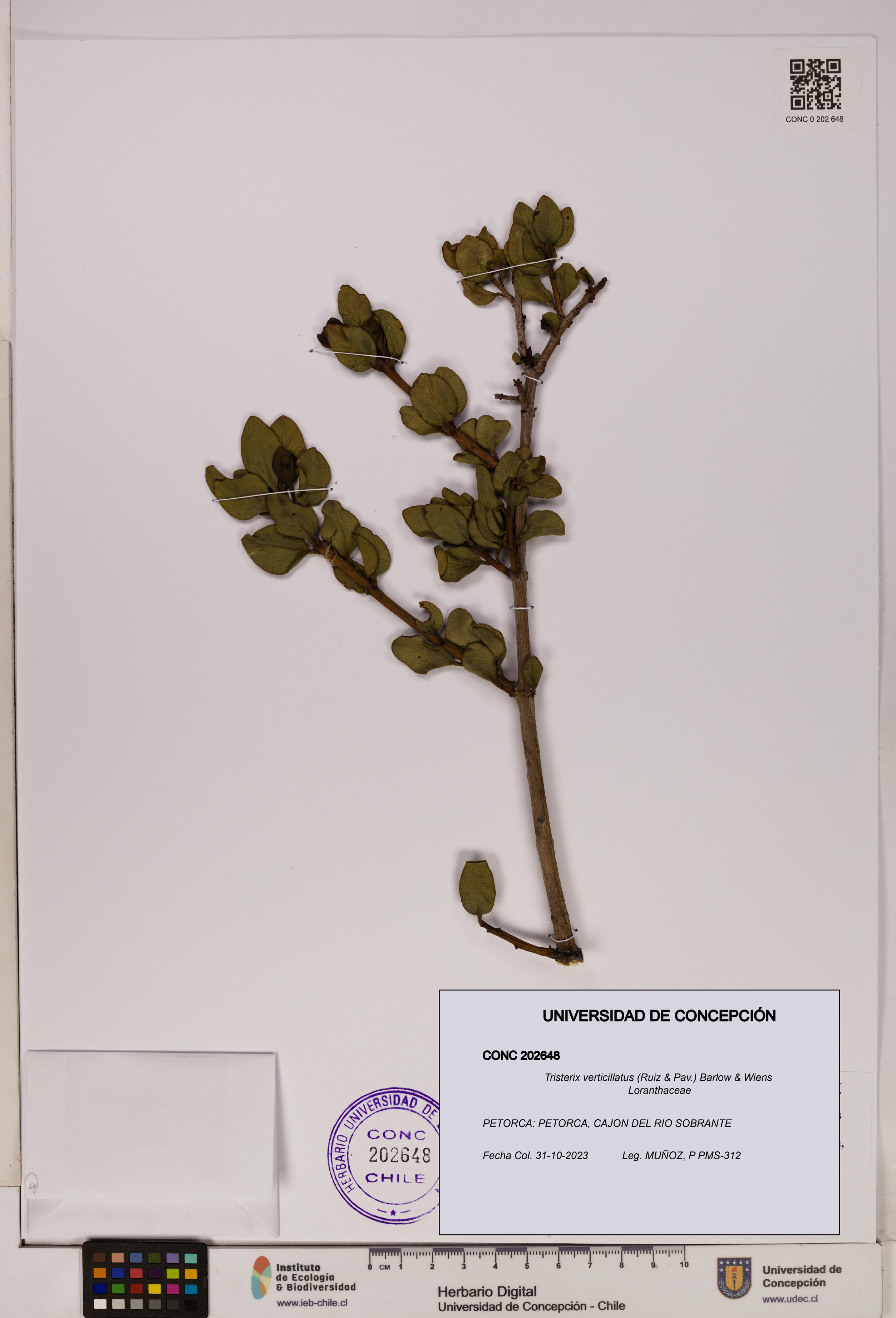 Tristerix verticillatus [Espécimen: UDEC:CONC:0202648]