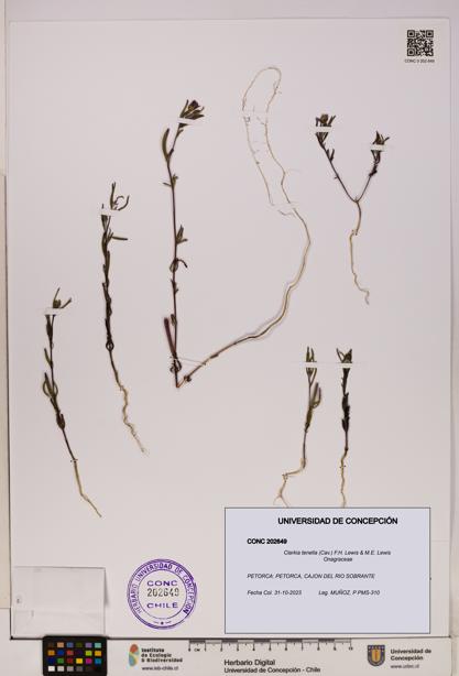 Clarkia tenella [Espécimen: UDEC:CONC:0202649]