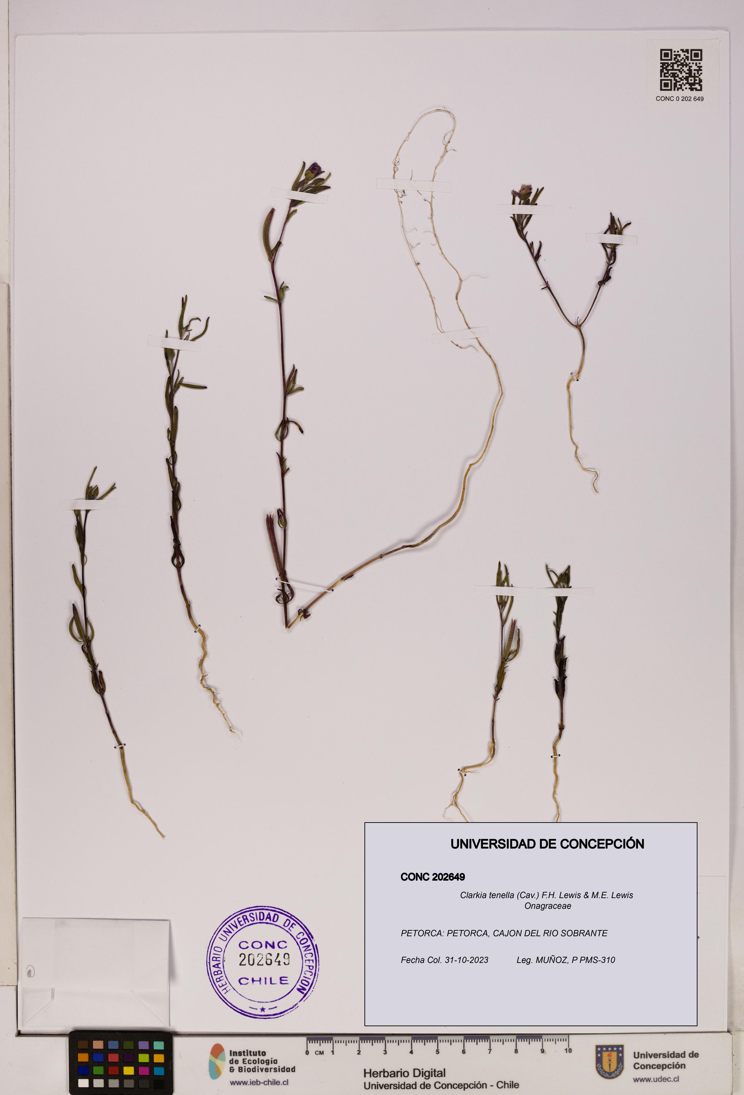 Clarkia tenella [Espécimen: UDEC:CONC:0202649]