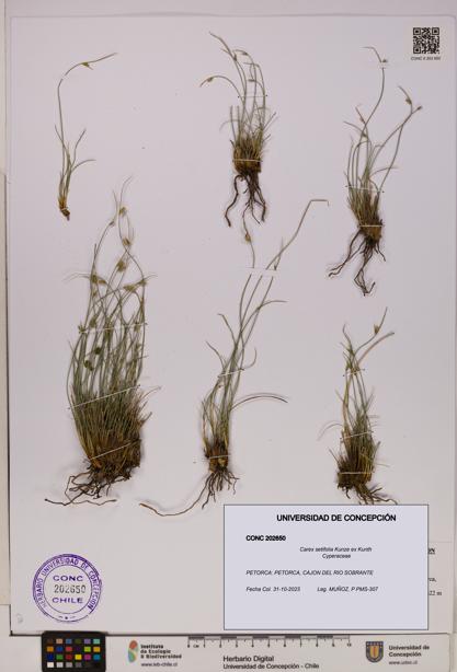 Carex setifolia [Espécimen: UDEC:CONC:0202650]