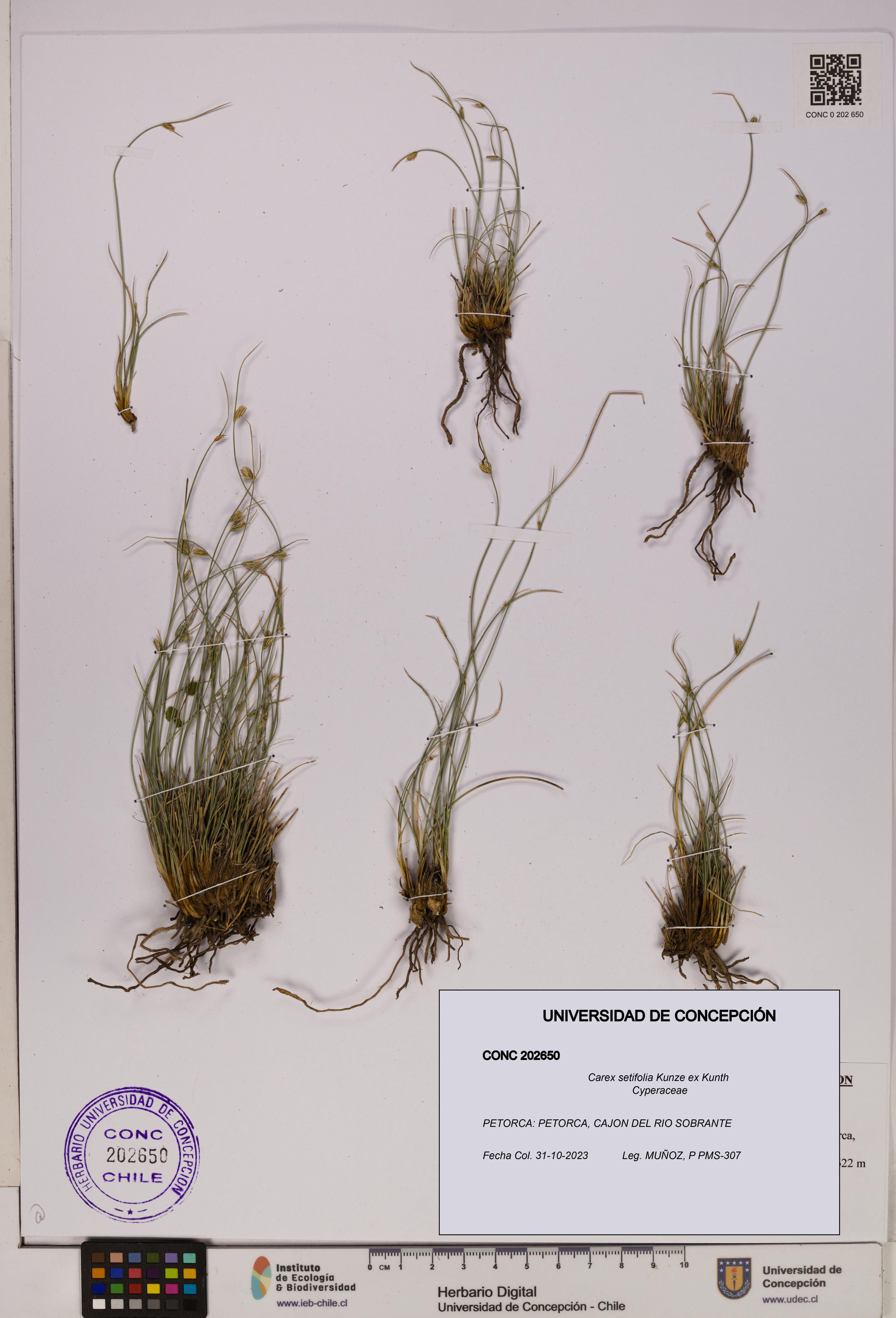Carex setifolia [Espécimen: UDEC:CONC:0202650]