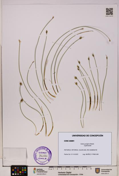 Carex pungens [Espécimen: UDEC:CONC:0202651]