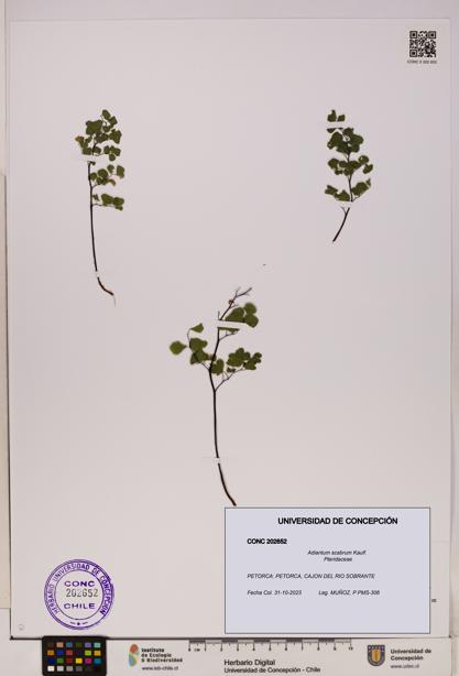 Adiantum scabrum [Espécimen: UDEC:CONC:0202652]