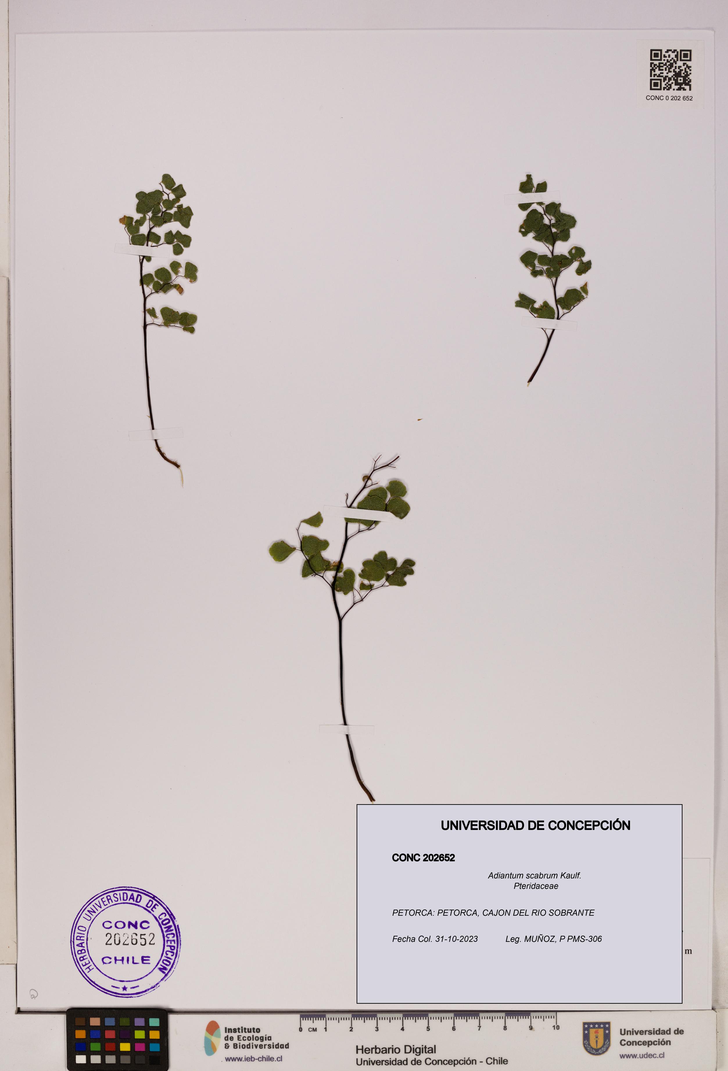 Adiantum scabrum [Espécimen: UDEC:CONC:0202652]