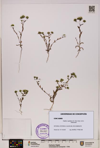 Triptilion capillatum [Espécimen: UDEC:CONC:0202653]