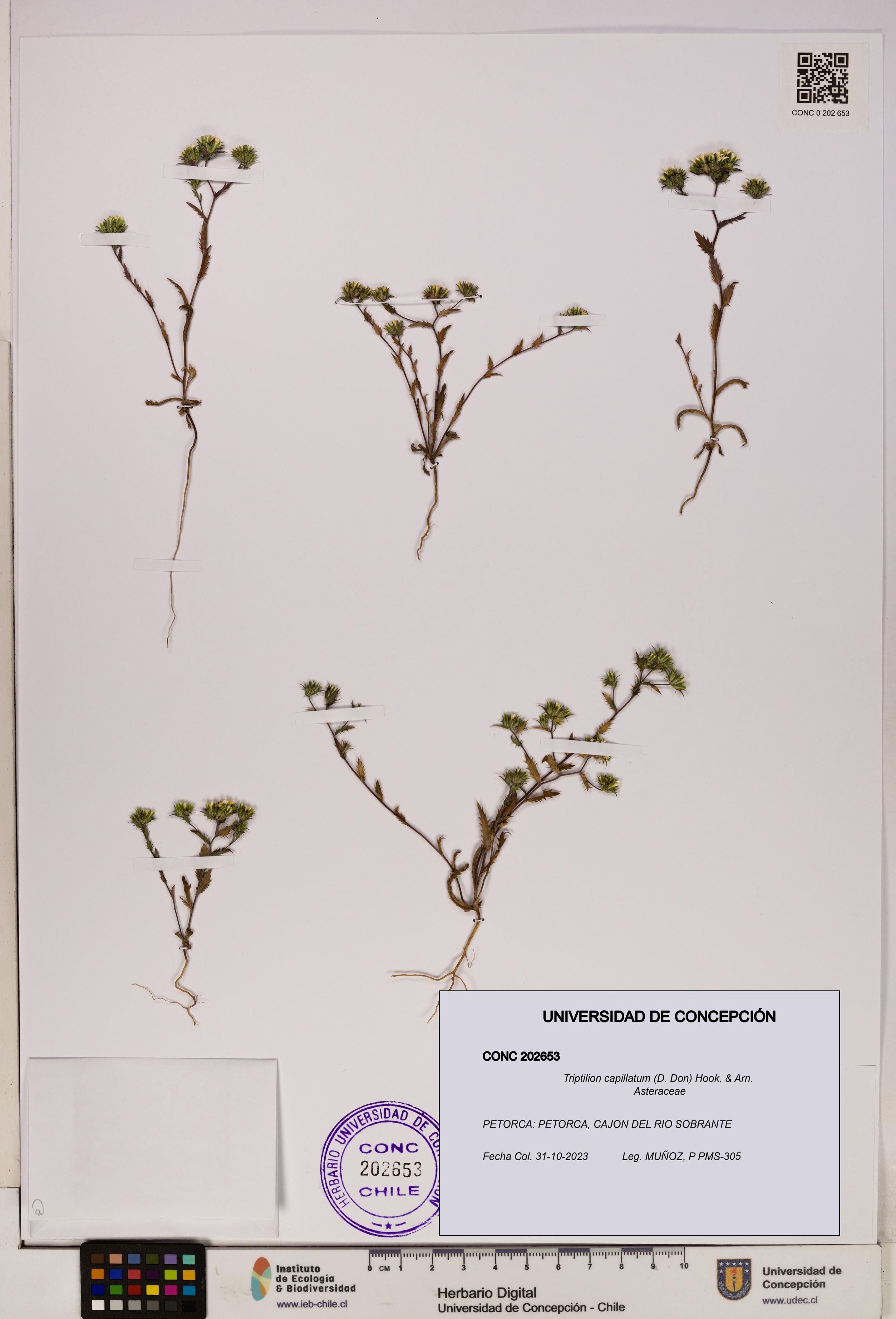 Triptilion capillatum [Espécimen: UDEC:CONC:0202653]