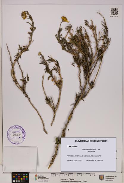Senecio farinifer [Espécimen: UDEC:CONC:0202654]