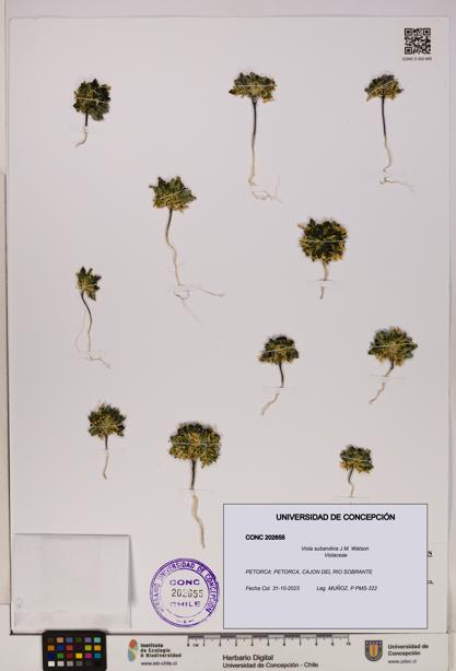 Viola subandina [Espécimen: UDEC:CONC:0202655]