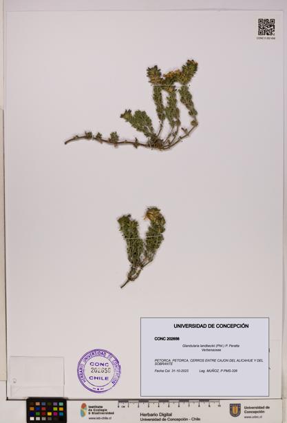 Glandularia landbeckii [Espécimen: UDEC:CONC:0202656]