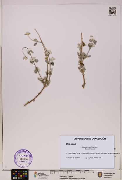 Calceolaria polifolia [Espécimen: UDEC:CONC:0202657]