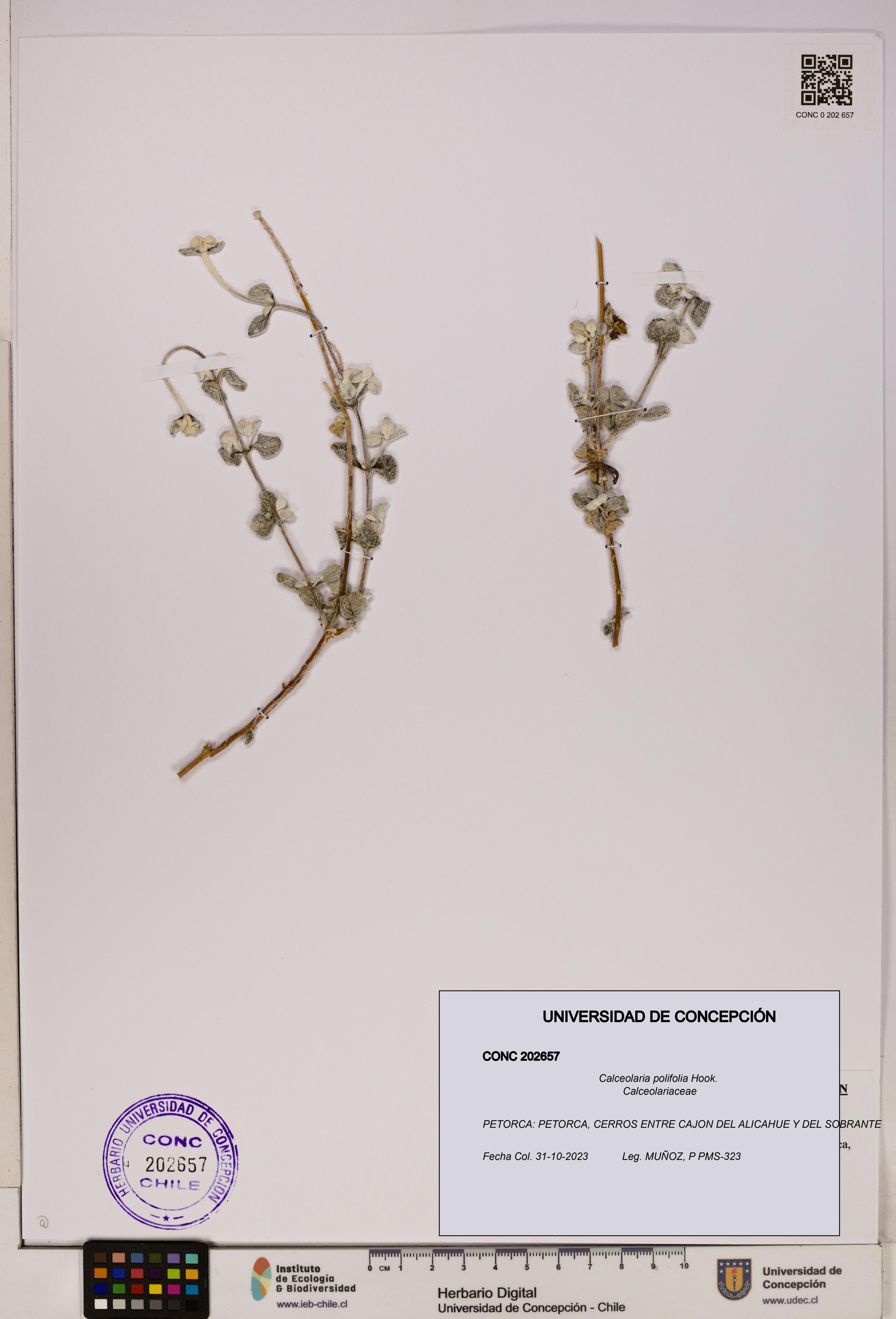 Calceolaria polifolia [Espécimen: UDEC:CONC:0202657]