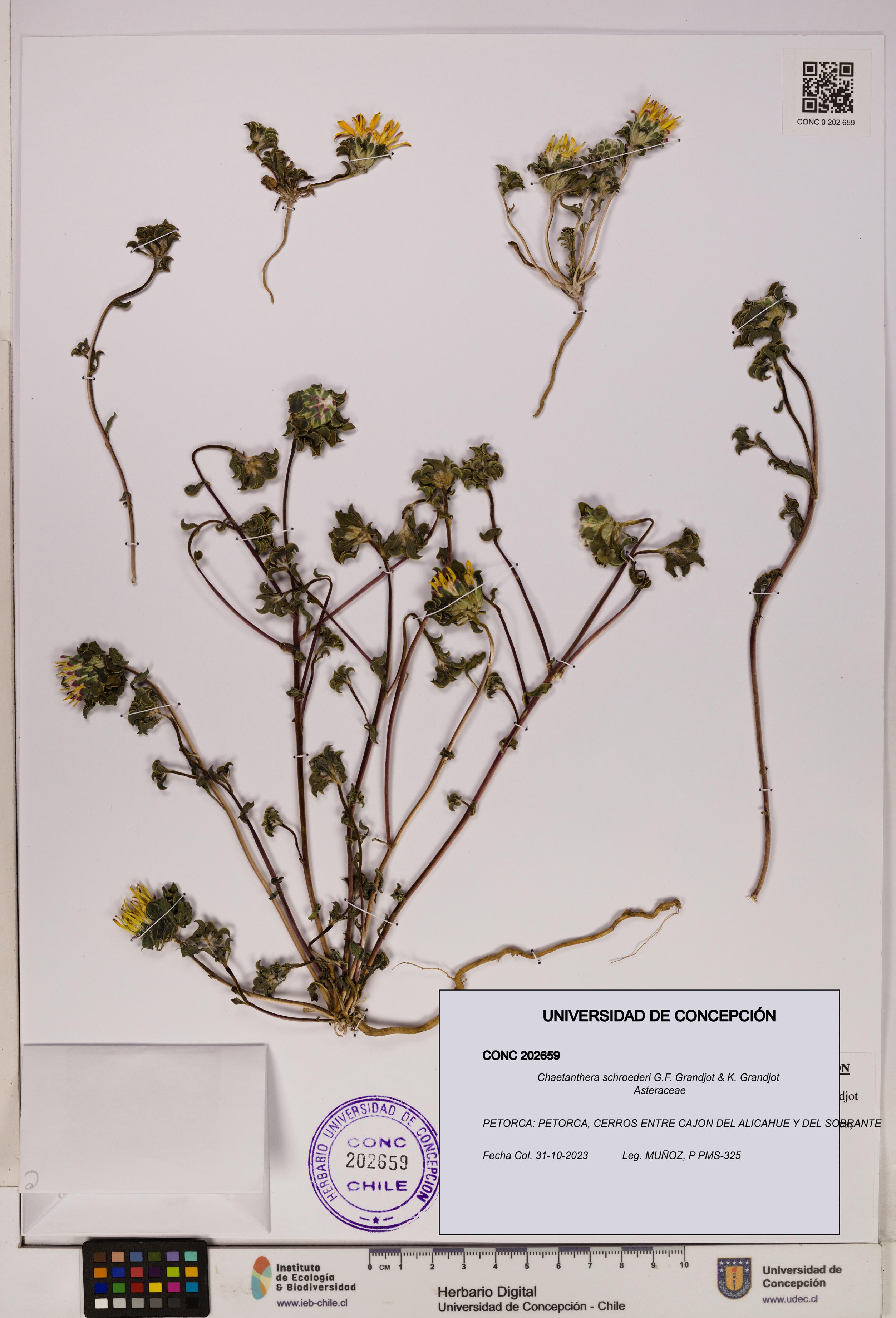 Chaetanthera schroederi [Espécimen: UDEC:CONC:0202659]