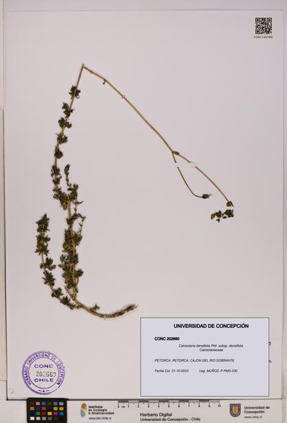 Calceolaria densifolia subsp. densifolia [Espécimen: UDEC:CONC:0202660]