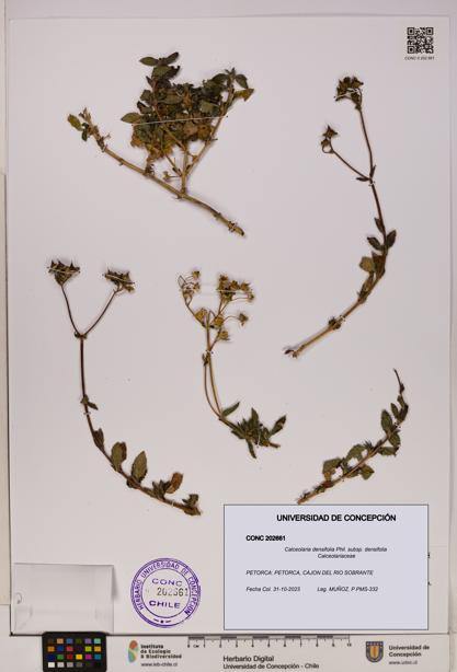 Calceolaria densifolia [Espécimen: UDEC:CONC:0202661]