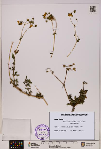 Calceolaria densifolia subsp. densifolia [Espécimen: UDEC:CONC:0202662]